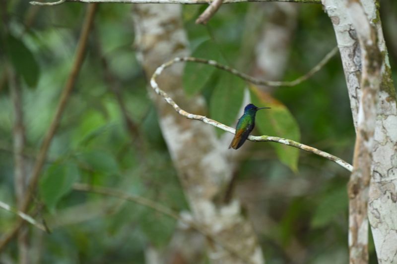 birds_of_peru