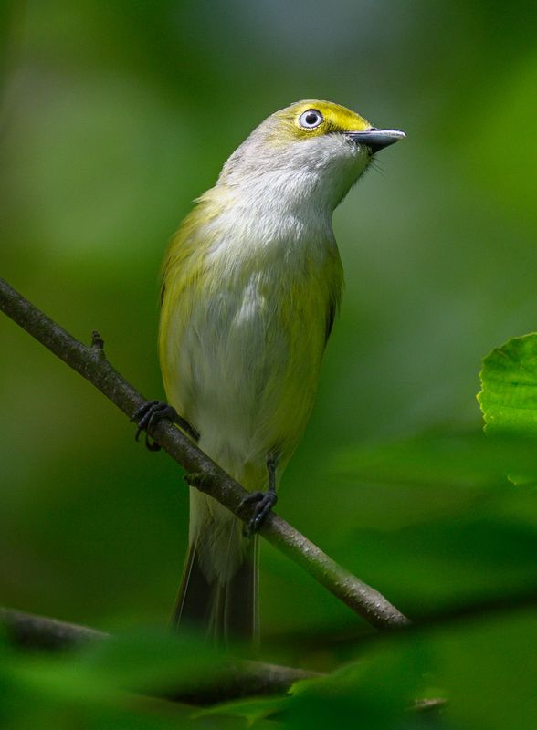 White Eyed Vireo