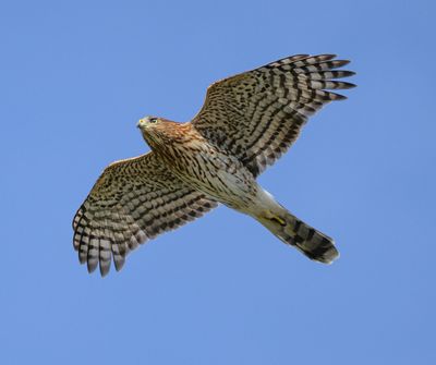 Coopers Hawk
