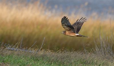 Female Northern Harrier