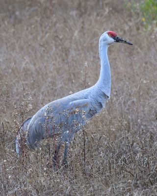 Sand Hill Crane