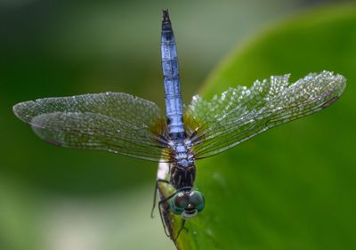 Blue Dasher