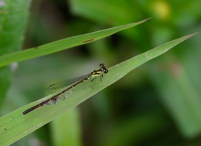 Fragile Forktail Damselfly