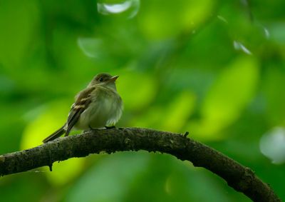 Acadian Flycatcher