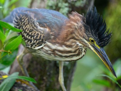 Mohawk Hunting Mode