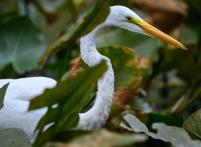 Stealthy Great Egret