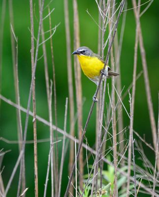 Yellow Breasted Chat