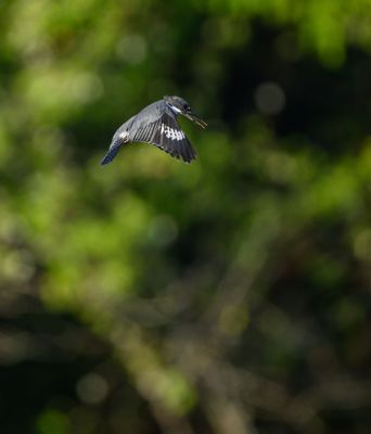 Belted Kingfisher dive sequence shot at 12 FPS