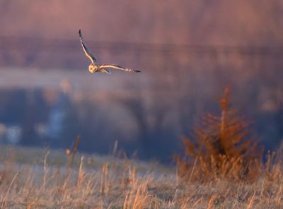 Short Eared Owl