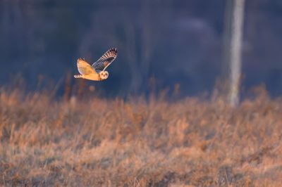 Short Eared Owl