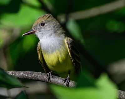Birds
