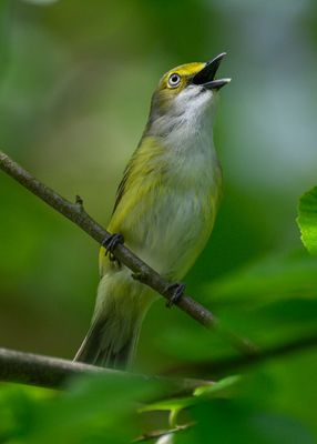 Birds and Critters of Hashawha