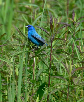 Indigo Bunting