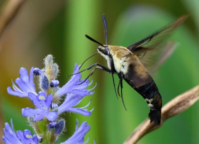 Snowberry Clearwing Hummingbird Moth