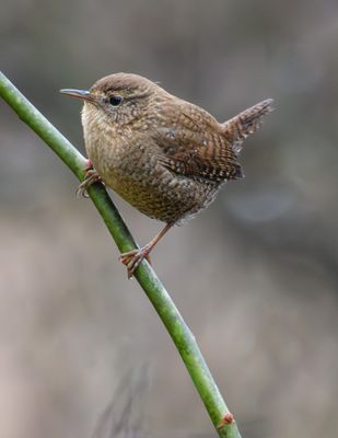 Winter Wren