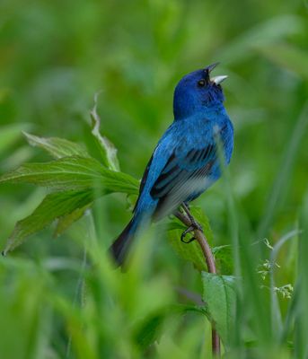 Indigo Bunting