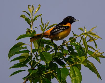 Male Baltimore Oriole 