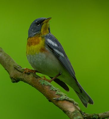 Northern Parula
