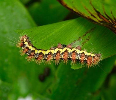 Smeared Dagger Moth Caterpillar
