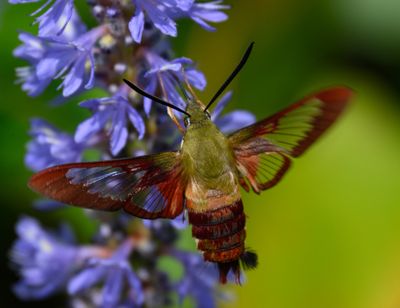Clearwing Hummingbird Moth