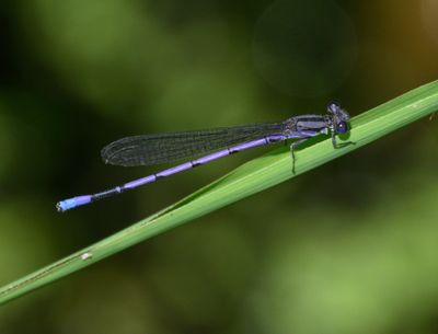 Variable Dancer