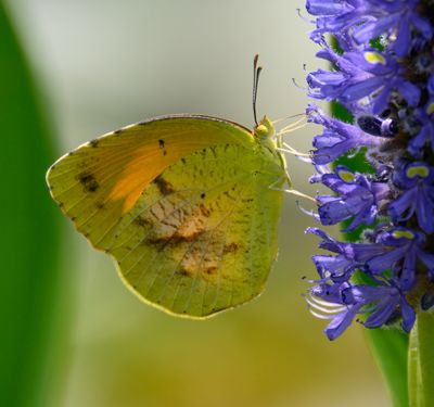 Little Yellow
