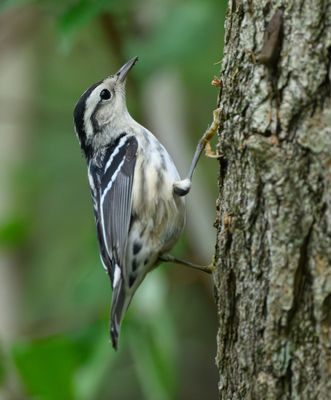 Black and White Warbler