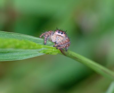 Jumping Spider