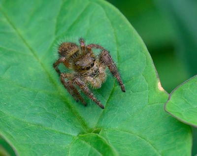 Jumping Spider