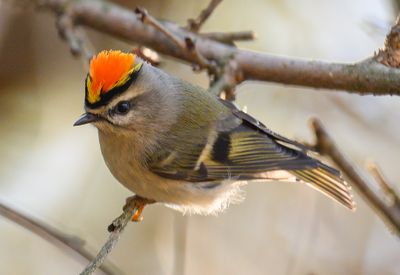 Golden Crowned Kinglet