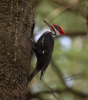 Male Pileated Woodpecker