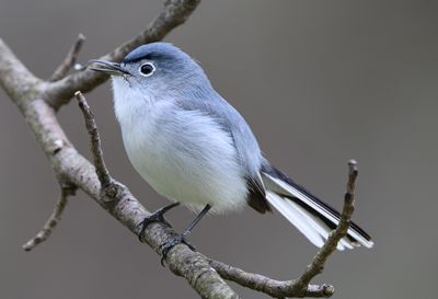 Blue-Gray Gnatcatcher
