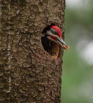 Male Pileated Woodpecker