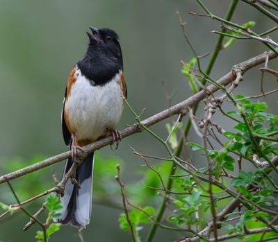 Eastern Towhee