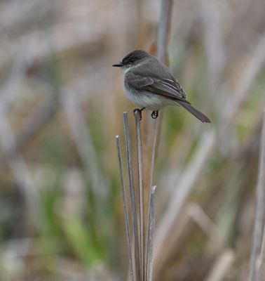Eastern Phoebe
