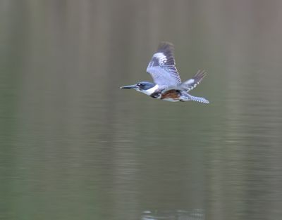 Female Belted Kingfisher