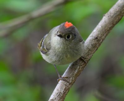 Ruby Crowned Kinglet