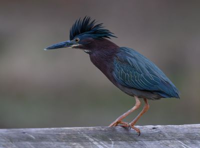 Green Heron