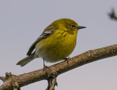 Pine Warbler