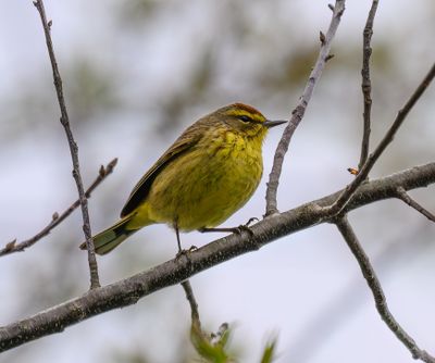Palm Warbler