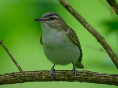 Red Eyed Vireo