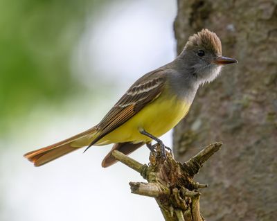 Birds and critters of Hashawha