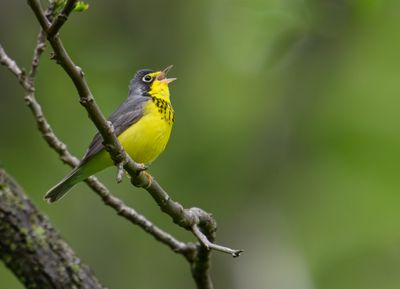 Canada Warbler