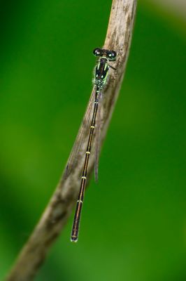 Fragile Forktail
