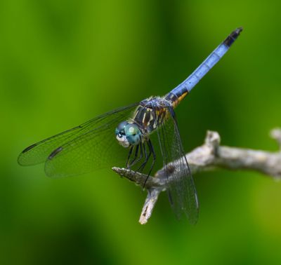 Blue Dasher