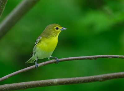 Yellow Throated Vireo