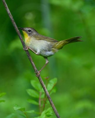 Female Common Yellowthroat 