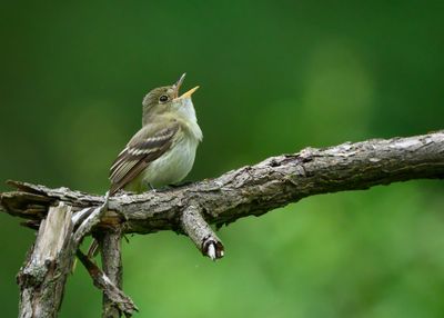 Acadian Flycatcher
