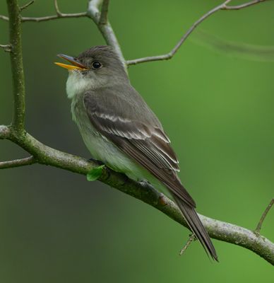 Easter Wood Pewee 