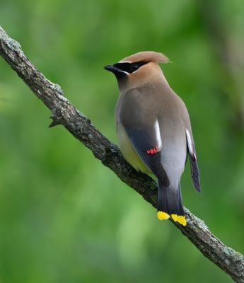 Cedar Waxwing